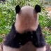 🦦 (@p3pcosp) Twitter profile photo 🦦 (@p3pcosp) Twitter profile photo
