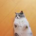 まるたろ@相互フォロー★投資初心者!仮想通貨、株、FX、競馬、競艇、パチンコ、裏垢男子 (@honekichikun) Twitter profile photo まるたろ@相互フォロー★投資初心者!仮想通貨、株、FX、競馬、競艇、パチンコ、裏垢男子 (@honekichikun) Twitter profile photo