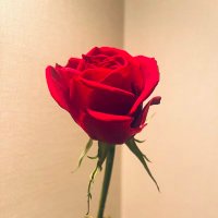 aoka🔔🌹 (@aoka_rei) 's Twitter Profile