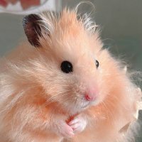 もふもふの飼い主 (@mhmhnokedama) 's Twitter Profile Photo もふもふの飼い主 (@mhmhnokedama) 's Twitter Profile Photo