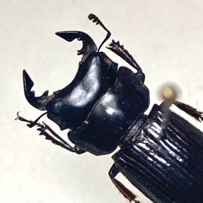 外国産クワガタムシ科と日本産貝類標本を蒐集する事に人生を捧げた社畜。ネブトクワガタ属が好き。最近は陸産貝類特にキセルガイにも興味があり、休日は遠征に奔走中。シングルタスクの為、返信は硬め濃いめ遅めです。細胞学/遺伝子工学専攻