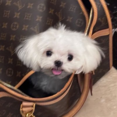 dearmyself103's profile picture. yappin n nappin