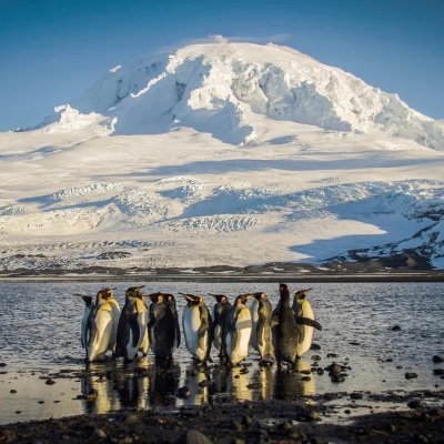 tariff3dpenguin's profile picture. The Penguins of Heard and McDonald Island come in peace. We do not have fentanyl. We wish to purchase American goods.  Please DM if you're a lobbyist.