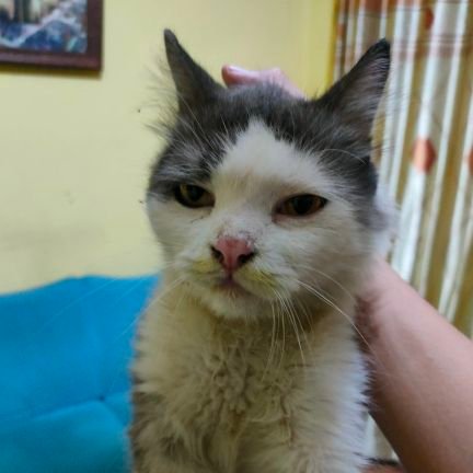 puncakinggris's profile picture. knowledge is power