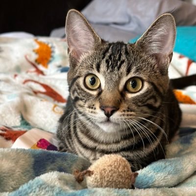 Mijo America Profile