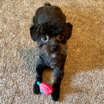 lyt7590's profile picture. I bark. Mess with my human and I might bite. I get the zoomies. My spikey balls are my favorite toys.