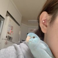 king.of.lemon (@swoswoswok) 's Twitter Profile