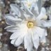 dandelion (@n0tt0daynope) Twitter profile photo dandelion (@n0tt0daynope) Twitter profile photo