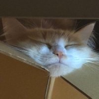 アイナぽんぽこ (@aina_poko) 's Twitter Profile