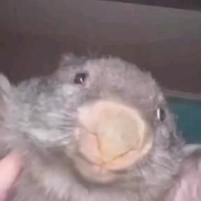 Bobermanz's profile picture. 