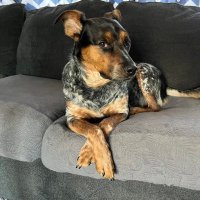 Stephanie (@reidiebird) 's Twitter Profile