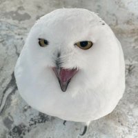 めりー (@vishori0603) 's Twitter Profile