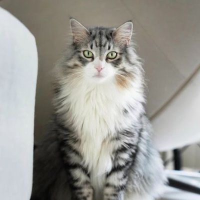 猫の言葉😸😺。私は猫好きで、鹿島アントラーズのフルタイムサポーターです!医学博士、公衆衛生学修士。フォローが下手なのはご容赦ください🙏、フォローもお気軽にどうぞ。主に猫のリツイートをしてます、投稿は遅いかもしれませんがよろしくお願いします🙏😺。