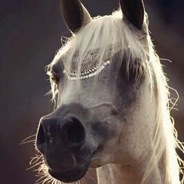 rebeldepar's profile picture. 