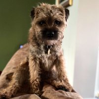 BillyTheBorder (@billytheborder) 's Twitter Profile
