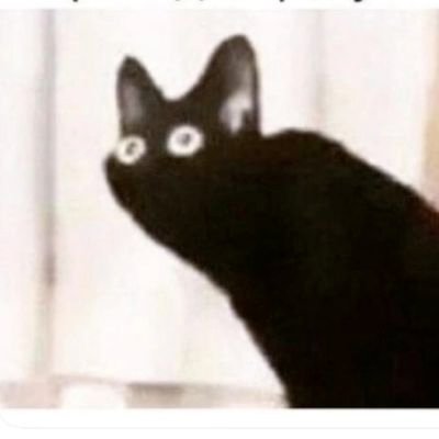 marketing, community and meows at @diffusefi |
certified overthinker |
this account is run by my cat, so all opinions are her opinions