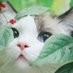 Mickey (@meemo_vlll_cat) Twitter profile photo Mickey (@meemo_vlll_cat) Twitter profile photo