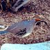 Quail friend 🪶🪻 (@gambelerquail) Twitter profile photo Quail friend 🪶🪻 (@gambelerquail) Twitter profile photo