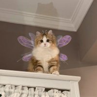 会飞的猫猫 (@nicolesamascm) Twitter profile photo