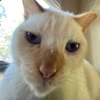 quin (@quinasfs) 's Twitter Profile