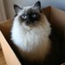 Tobe the cat. Erwin Schrodinger wants me dead. (@tobetherag) Twitter profile photo Tobe the cat. Erwin Schrodinger wants me dead. (@tobetherag) Twitter profile photo