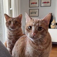 I rossini Bros. + Alessandro G. (@alessandrogeng1) 's Twitter Profile Photo I rossini Bros. + Alessandro G. (@alessandrogeng1) 's Twitter Profile Photo