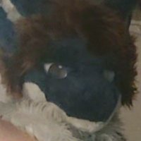 Wide Whale Shark (@widewhaleshark) 's Twitter Profile