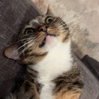 Del (@blobbbity) 's Twitter Profile