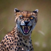 Bernardo (@1ofx0) 's Twitter Profile