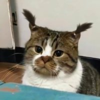π£ππ§π§ || ππ«§ (@chopinggyu) 's Twitter Profile