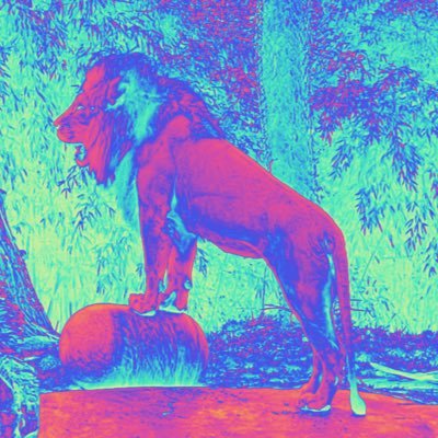 Ville_Lions's profile picture. 