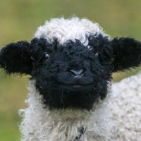 슈슈 (@syusyu678) 's Twitter Profile