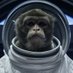 Space Monkey (@spacemonkey0009) Twitter profile photo Space Monkey (@spacemonkey0009) Twitter profile photo