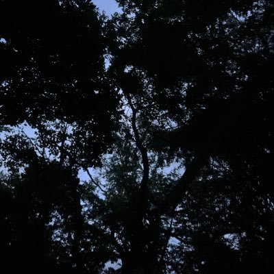 siluetaneblina's profile picture. 