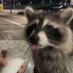 silly raccoons & pandas (@raccstuffs) Twitter profile photo silly raccoons & pandas (@raccstuffs) Twitter profile photo