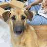 perritos_qctd's profile picture. Búscanos en FB e IG como Perritos que curan tu depresión (@perritos_qctd)