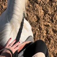 🕊️ (@fayrouzesmail22) 's Twitter Profile