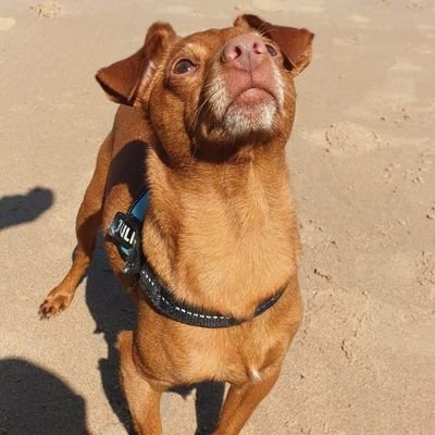 DykoJJ's profile picture. 