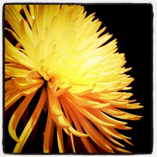 RoseGoldsmith's profile picture. Just love to have fun