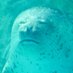 FOCA (@focalutra) Twitter profile photo FOCA (@focalutra) Twitter profile photo