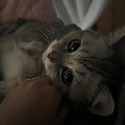 cindaymeow's profile picture. 