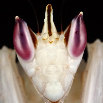 centipedekisses's profile picture. disabled kinky queer xe/hir