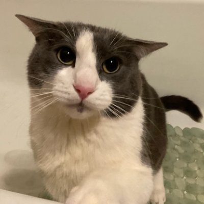 proud UNSOGGY drypatriot 😼
bluesky: https://t.co/2LWnw375Ub