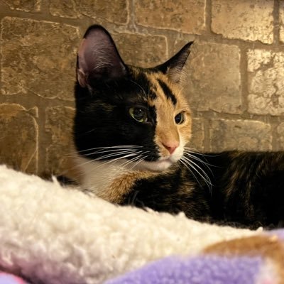 jazzyfelines's profile picture. Warrior for the brave and wonderful homeless cat and kitten, also crypto enthusiast