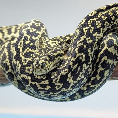 爬虫類飼育者です!蛇メインで13匹🐍
ボール.カーペット.ラフスケールパイソン.モルカン.カリキン.グリンパイ.ブラッド.レオパ