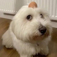 mina 🤹🏽♀️ (@tectonicromance) 's Twitter Profile Photo mina 🤹🏽♀️ (@tectonicromance) 's Twitter Profile Photo