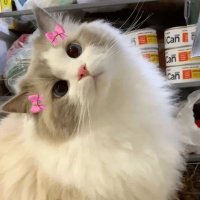 brieeeeee (@brieesighh) 's Twitter Profile