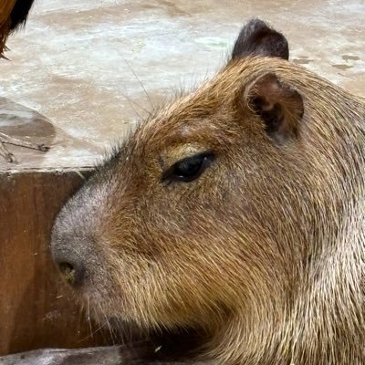 j9UfwvC8ON51276's profile picture. カメラマン🔰鬼灯の冷徹 斉木楠雄のΨ難 ドクスト 文ストなど 同世代の友達欲しい！