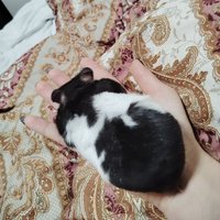 てまり (@192507070t) 's Twitter Profile