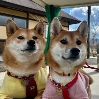 柴犬こてぽんとくるみ (@vgycbvqshv12442) Twitter profile photo